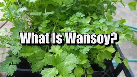 coriander leaf in tagalog|WANSOY: Tagalog.